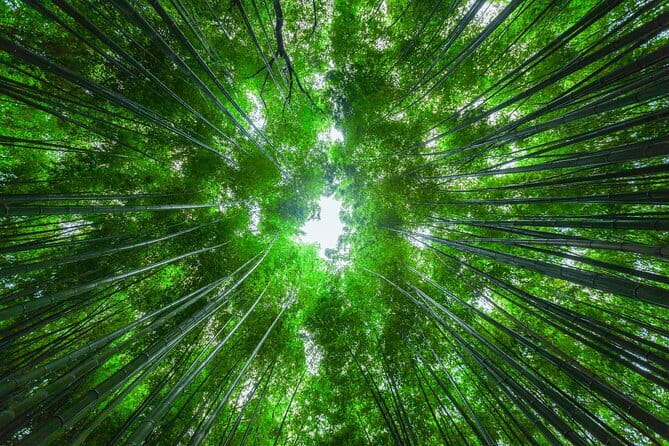 From Kyoto / Osaka: Kyoto Must-see Spots & Nara Park One Day Tour - Fushimi Inari Taisha Torii Gates: Rice God Vibes and Big Footsteps