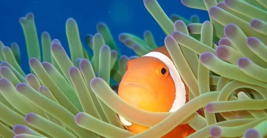 From Naha Scuba Diving Trip in Kerama(for certified divers) - Key things I’d pin to your packing list