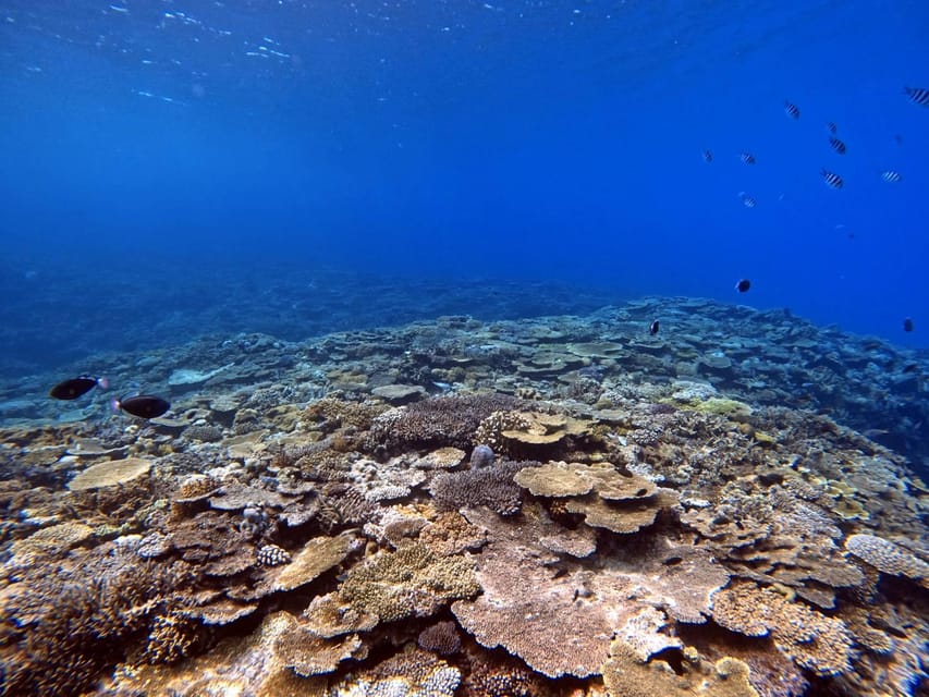 From Naha Scuba Diving Trip in Kerama(for certified divers) - Kerama Islands from Naha, but with the comfort of a small group
