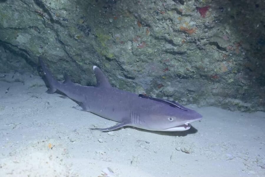 From Naha Scuba Diving Trip in Kerama(for certified divers) - Equipment rental and underwater photos: included value that actually helps