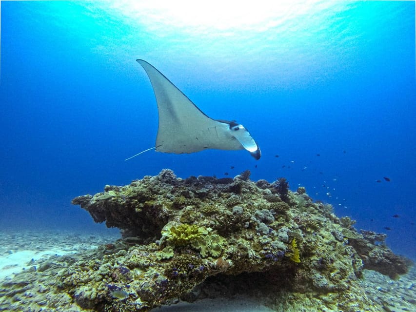 From Naha Scuba Diving Trip in Kerama(for certified divers) - Guide style: English clarity and safety that feels calm