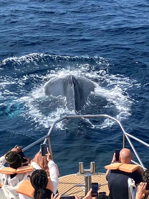 From Naha: Whale Watching with Pickup and English Guide - Key highlights I think you will care about