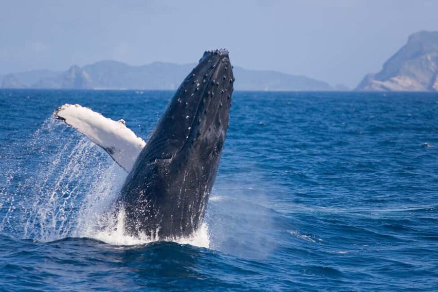 From Naha: Whale Watching with Pickup and English Guide - Okinawa humpbacks: why this timing is the whole point