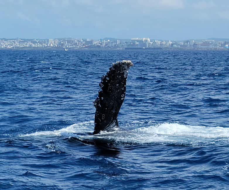 From Naha: Whale Watching with Pickup and English Guide - Pickup across Naha: convenience built in, with a few location quirks