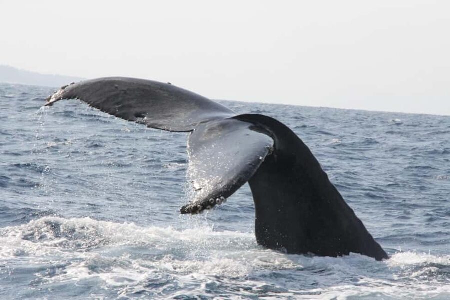 From Naha: Whale Watching with Pickup and English Guide - Learning on the go: English guide plus a QR code whale guide