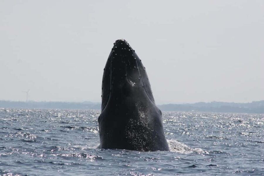 From Naha: Whale Watching with Pickup and English Guide - What to do if whales are not spotted: refund timing and the exact window