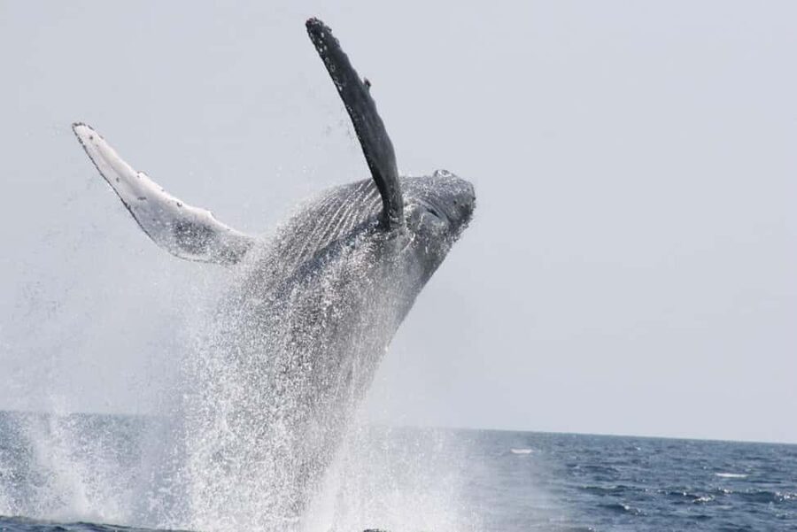 From Naha: Whale Watching with Pickup and English Guide - Price and value: what $30 buys you in real terms