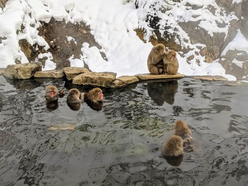 From Nozawa Onsen: Snow Monkeys and Zenko-ji Day Trip & Sake - Key things to look forward to (and plan around)