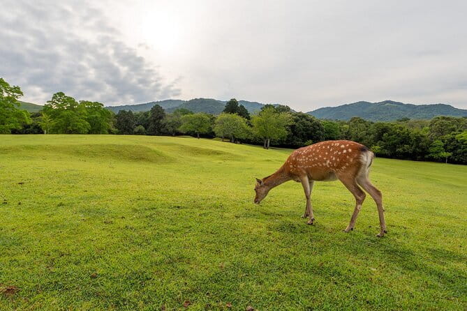 From Osaka/Kyoto: Kyoto & Nara Day Trip with Optional Lunch - Arashiyama Bamboo Forest and the Tenryu-ji style detour