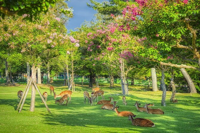 From Osaka/Kyoto: Kyoto & Nara Day Trip with Optional Lunch - Nara Park and Todai-ji, where the Great Buddha dominates your thinking