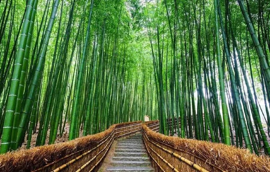 From Osaka: Kyoto, Nara, Fushimi Inari & Arashiyama Day Tour - Fushimi Inari Taisha, walking the thousand torii gates