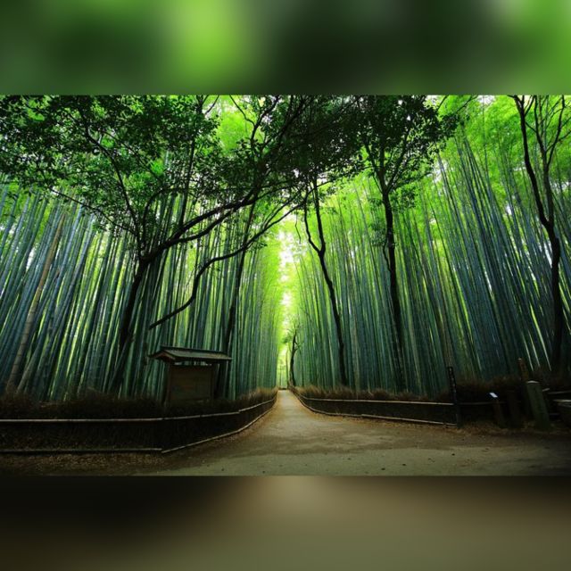 From Osaka/Kyoto: Private Kyoto & Nara Day Trip with Pickup - Nara Park deer time, then Todaiji and the Great Buddha Hall