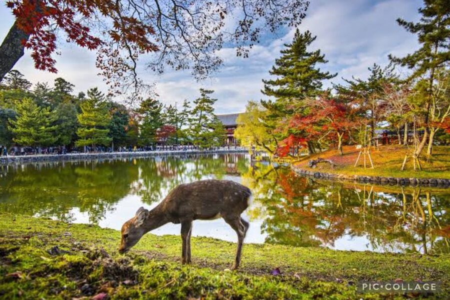 From Osaka/Kyoto: Private Kyoto & Nara Day Trip with Pickup - Fushimi Inari Taisha and the torii gate walk you should pace on purpose