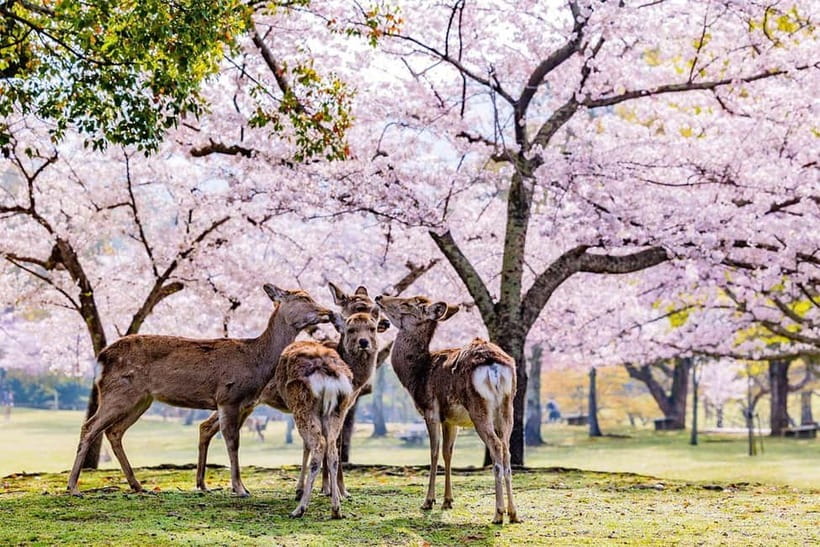 From Osaka: Nara Deer & Kyoto Kiyomizudera Sightseeing Tour - Key highlights that make this tour worth your time
