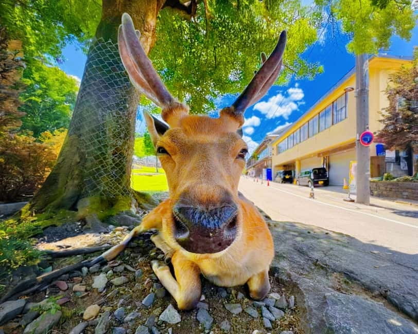 From Osaka: Nara Deer & Kyoto Kiyomizudera Sightseeing Tour - Fushimi Inari Taisha and the Senbon Torii gates in 60 minutes