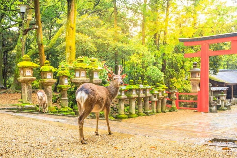 From Osaka: Nara Deer & Kyoto Kiyomizudera Sightseeing Tour - Shinsaibashi-suji shopping: Osaka’s modern contrast