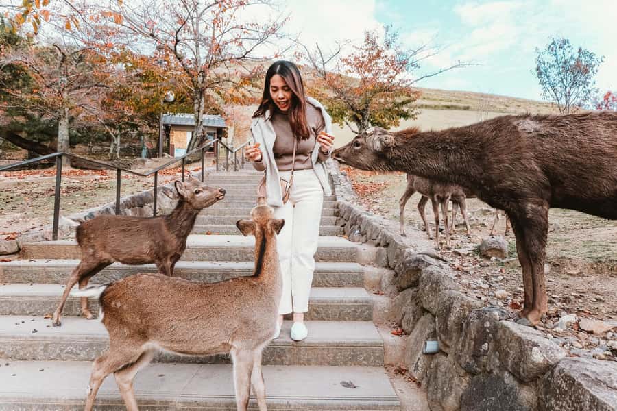 From Osaka: Nara, Kiyomizu-dera & Fushimi Inari Trip - Key Highlights You Should Care About