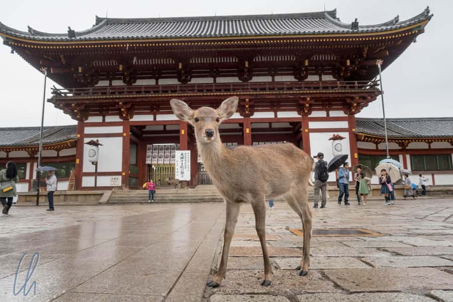 From Osaka: Nara, Kiyomizu-dera & Fushimi Inari Trip - Starting in Osaka Mode Gakuen, Then Hitting Nara First