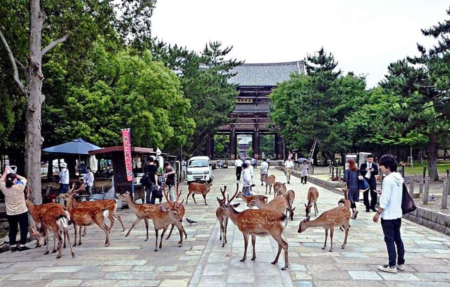 From Osaka: Nara, Kiyomizu-dera & Fushimi Inari Trip - Kiyomizu-dera UNESCO Views, Otowa Waterfall, and What to Notice