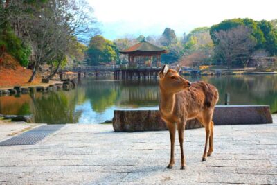Nara, Kiyomizu-dera & Fushimi Inari Trip