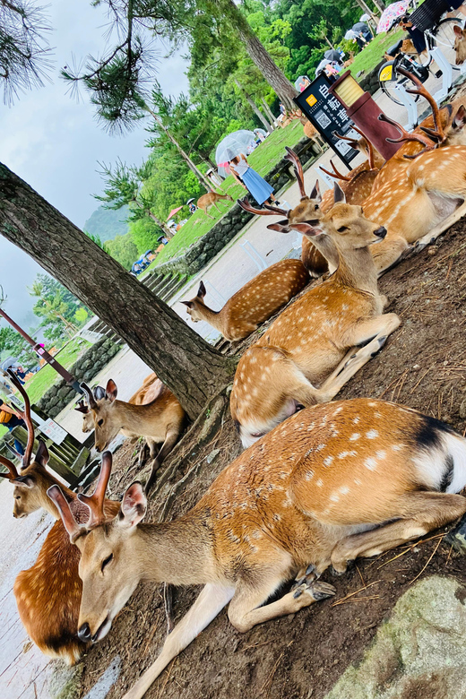 From Osaka: Nara Private Tour with Meet-Up at Your Hotel - Why Nara Feels Like a Win From Osaka