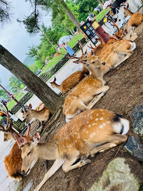 From Osaka: Nara Private Tour with Meet-Up at Your Hotel - Nara Park and Deer Feeding: Fun, Yes, But Watch Your Step