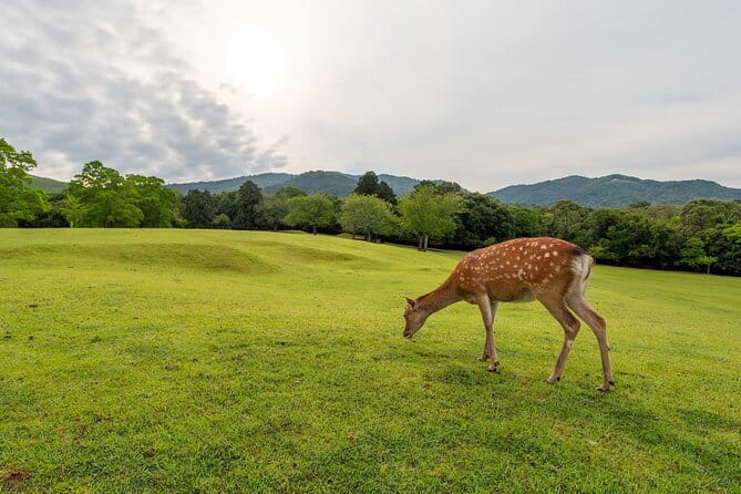 From Osaka or Kyoto: Kyoto and Nara 1-Day Bus Tour - Start in Kyoto or Namba, then let the bus do the heavy lifting
