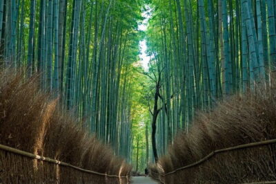From Osaka or Kyoto: Kyoto and Nara 1-Day Bus Tour