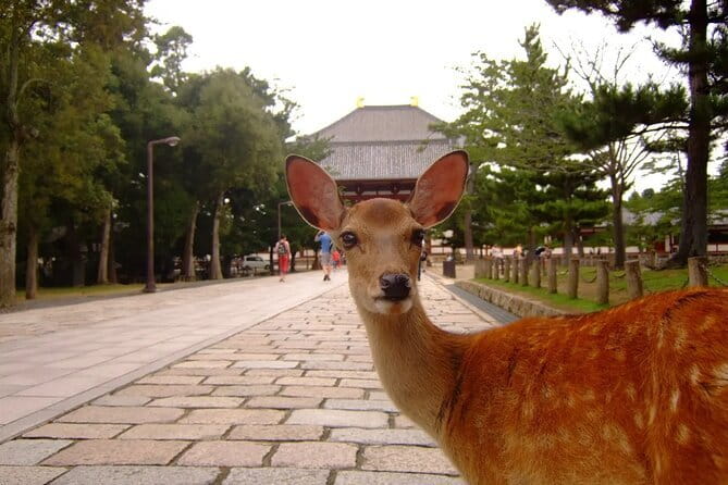 From Osaka or Kyoto: Kyoto and Nara 1-Day Bus Tour - Fushimi Inari Shrine at torii-gate tunnel time