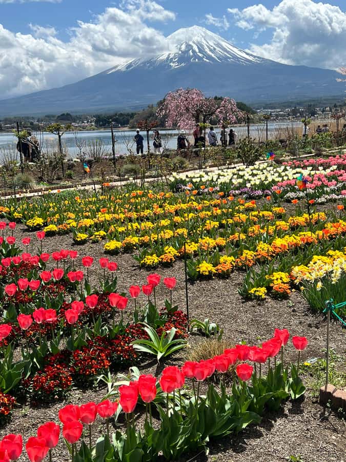 From Tokyo: Mount Fuji and Hakone Private Day Trip - Oshino Hakkai ponds, a calm break from the sightseeing sprint