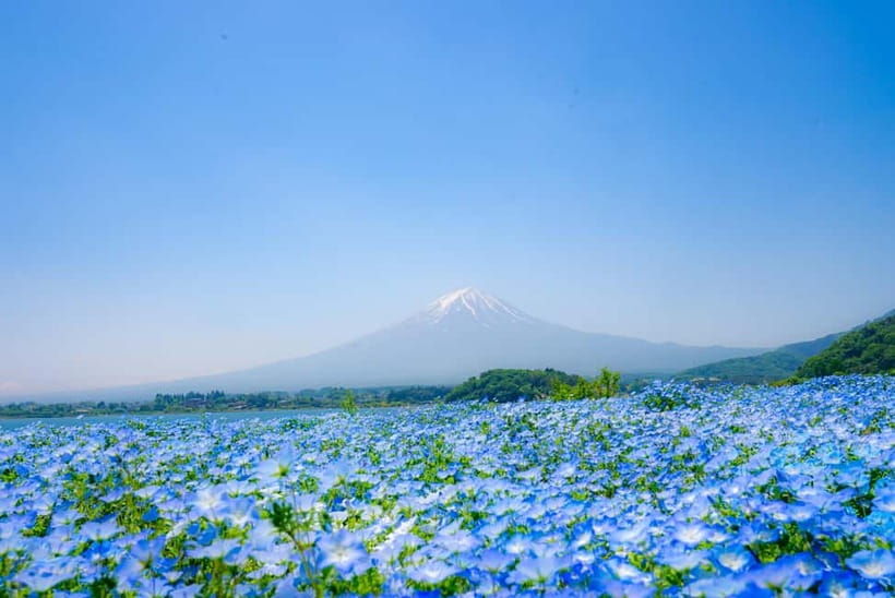 From Tokyo: Mt Fuji, Arakurayama and Kawaguchi Lake Day Trip - Price and Value: Why $55 Can Be a Smart Move