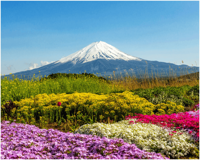 From Tokyo: Mt.Fuji, Lake Kawaguchi, Oshino Hakkai Day Tour - Tips to make the most of a one-day Fuji schedule