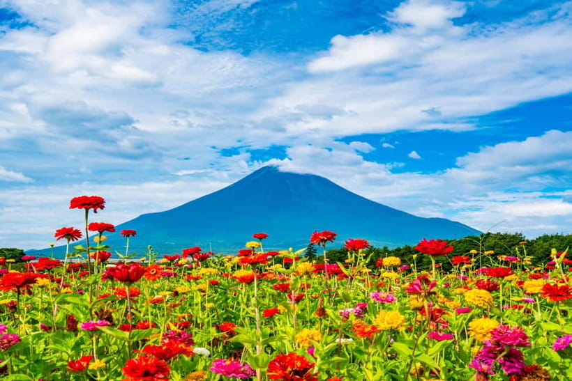 From Tokyo: Must-Visit Mount Fuji Highlight Full-Day Tour - Lake Kawaguchi and Oishi Park, Fuji with reflections and flowers