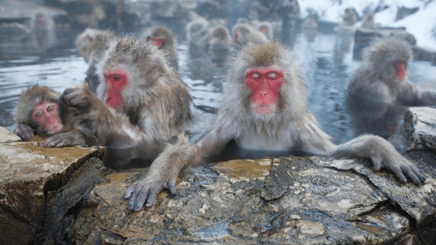 From Tokyo: Private Tour Snow Monkey Park & Zenko-ji Temple - Key things that make this tour worth it