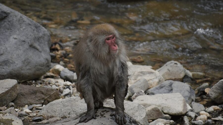 From Tokyo: Private Tour Snow Monkey Park & Zenko-ji Temple - Timing strategy: why an early start often makes the day better