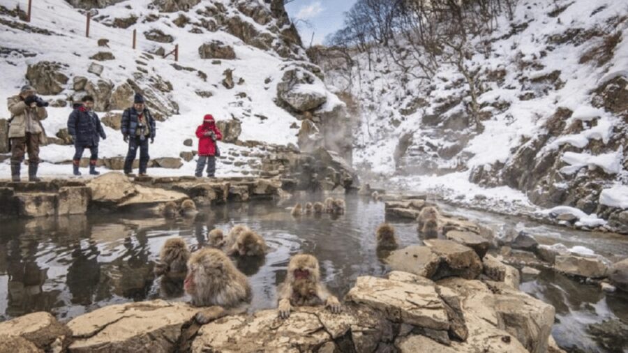 From Tokyo: Private Tour Snow Monkey Park & Zenko-ji Temple - Zenko-ji Temple: one hour to slow down and notice details
