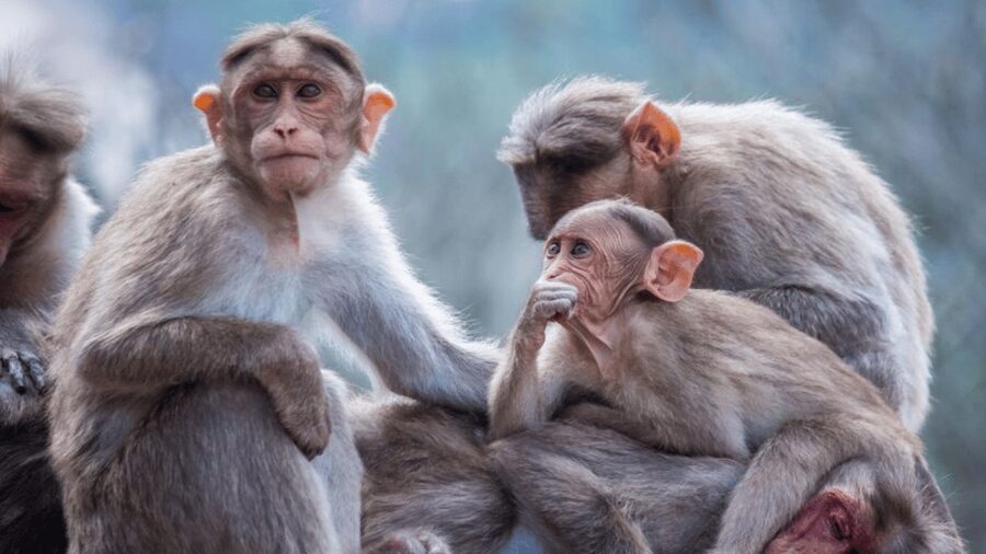 From Tokyo: Private Tour Snow Monkey Park & Zenko-ji Temple - Shibu Onsen: an hour in an onsen town, not just a scenic stop