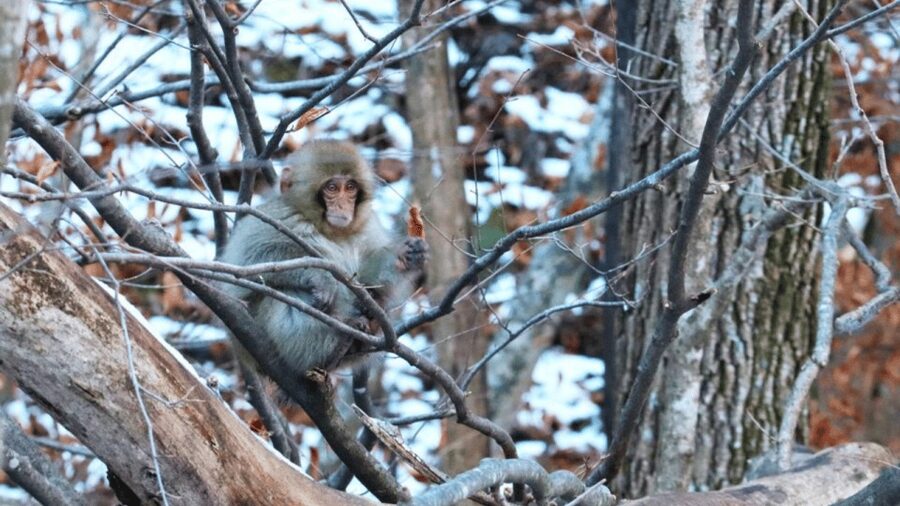 From Tokyo: Private Tour Snow Monkey Park & Zenko-ji Temple - Jigokudani Monkey Park: the one-hour hot-spring payoff
