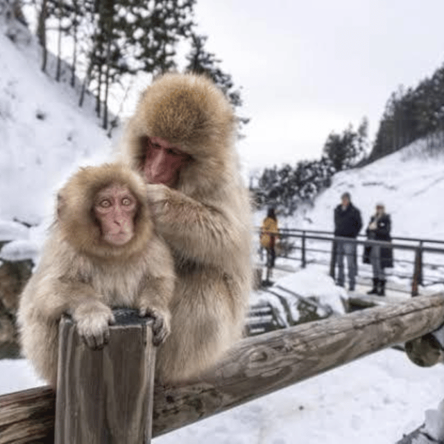 From Tokyo: Private Tour Snow Monkey Park & Zenko-ji Temple - Obuse: one hour to wander, snack, and reset after the park