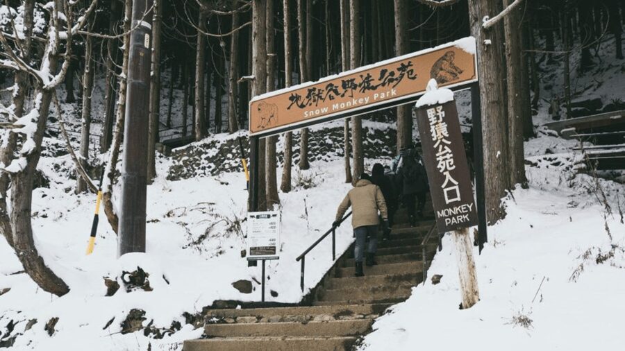 From Tokyo: Private Tour Snow Monkey Park & Zenko-ji Temple - Price and logistics: $445 per group is not cheap, but it can be fair