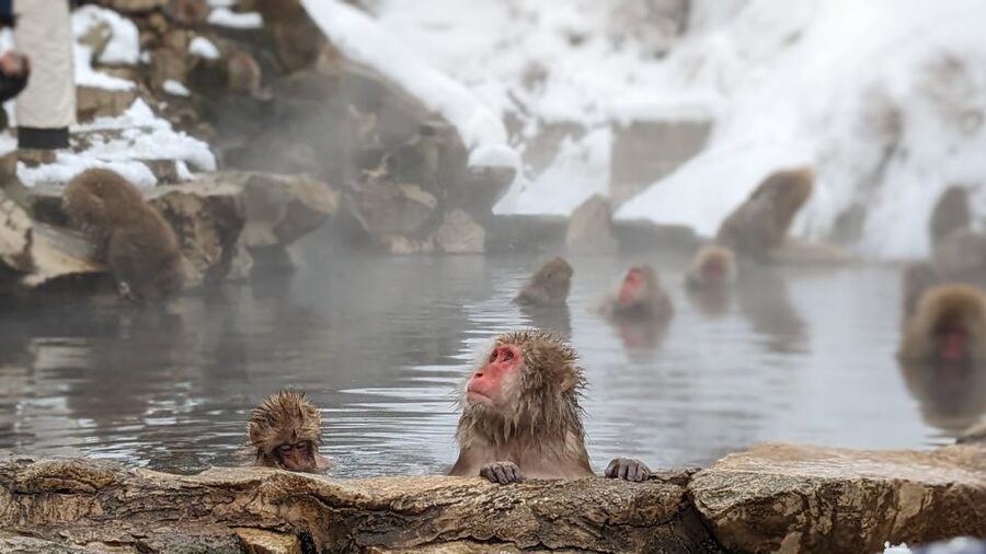 From Tokyo: Snow Monkey 1 Day Tour with Beef Sukiyaki Lunch - Key things that make this tour worth your time