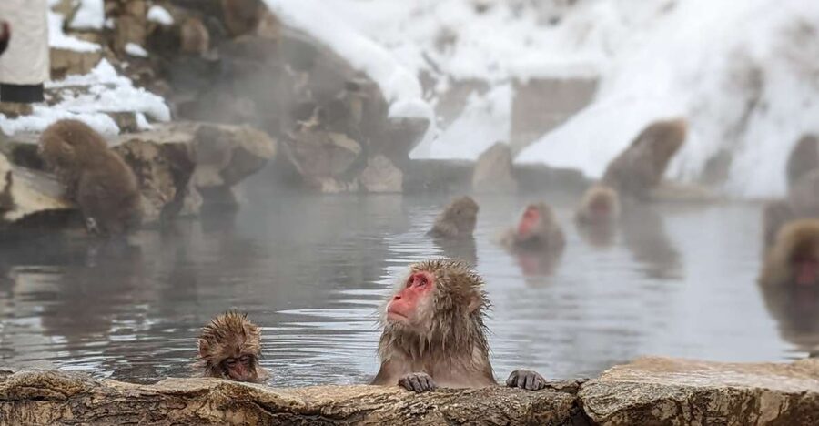 From Tokyo: Snow Monkey 1 Day Tour with Beef Sukiyaki Lunch - Price and value: what $151 buys you (and what it does not)
