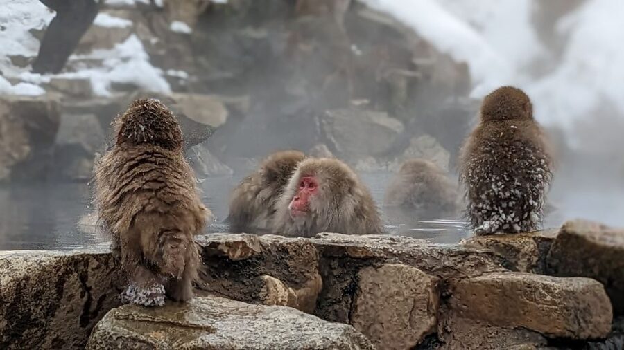 From Tokyo: Snow Monkey 1 Day Tour with Beef Sukiyaki Lunch - Lunch at Shinshu Fruitsland: why sukiyaki is a smart move