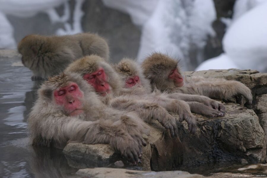 From Tokyo: Snow Monkey 1 Day Tour with Beef Sukiyaki Lunch - Jigokudani Monkey Park: what the hot springs experience really feels like