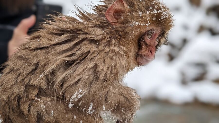 From Tokyo: Snow Monkey 1 Day Tour with Beef Sukiyaki Lunch - Timing at the park: enough time to see the monkeys well