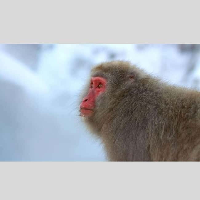 From Tokyo: Snow Monkey Park and Miso Production Day Tour - Key things that make this tour work