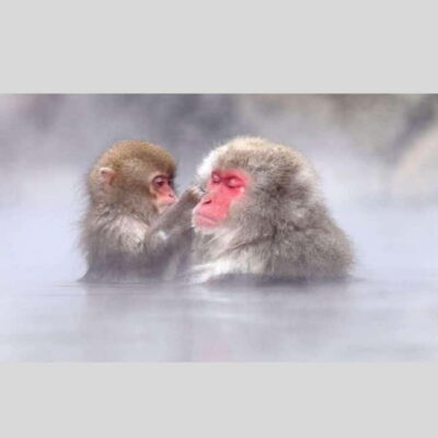 Snow Monkey Park and Miso Production Day Tour