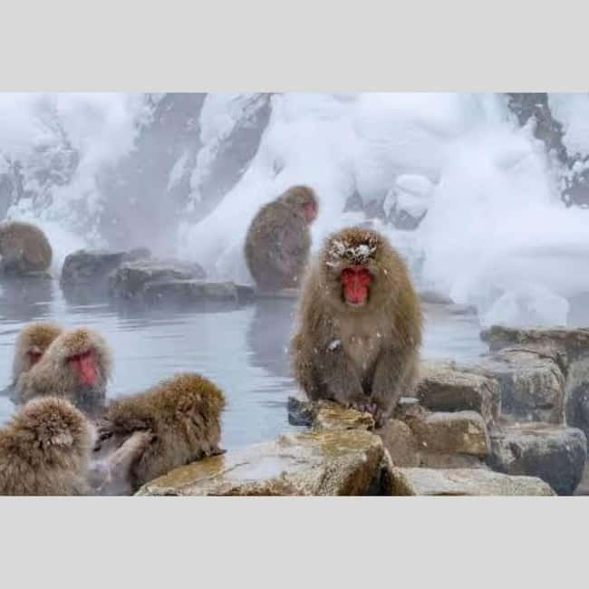 From Tokyo: Snow Monkey Park and Miso Production Day Tour - Zenko-ji Temple: a pilgrimage site you can feel in an hour