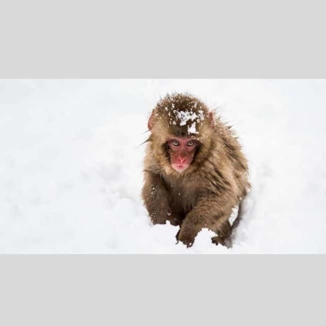 From Tokyo: Snow Monkey Park and Miso Production Day Tour - The driver, interpreter, and luxury vehicle factor