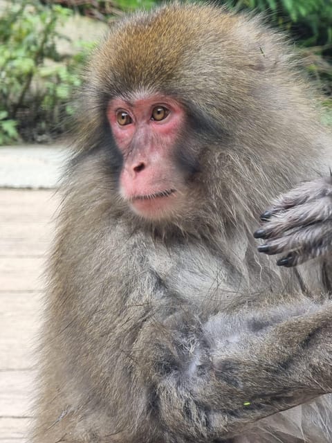 From Tokyo: Snow Monkey Private Customize Day Tour - The real appeal: comfort plus real freedom in one packed Nagano day